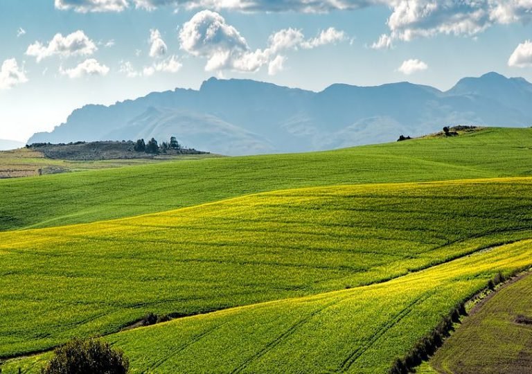 https://wandilesihlobo.com/2019/03/16/the-perception-that-south-africas-agriculture-is-dominated-by-large-commercial-farms-is-incorrect/