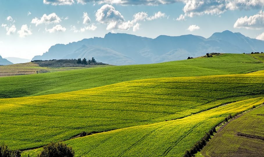 https://wandilesihlobo.com/2019/03/16/the-perception-that-south-africas-agriculture-is-dominated-by-large-commercial-farms-is-incorrect/