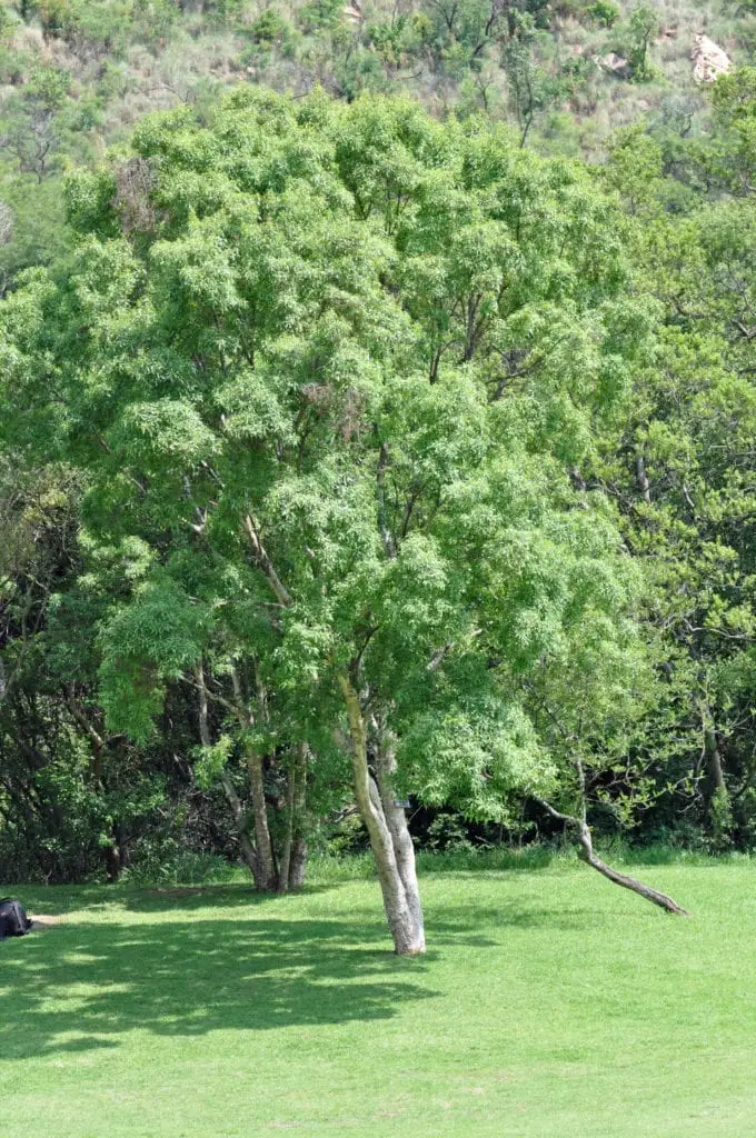 Laventelboom (Heteropyxis natalensis)