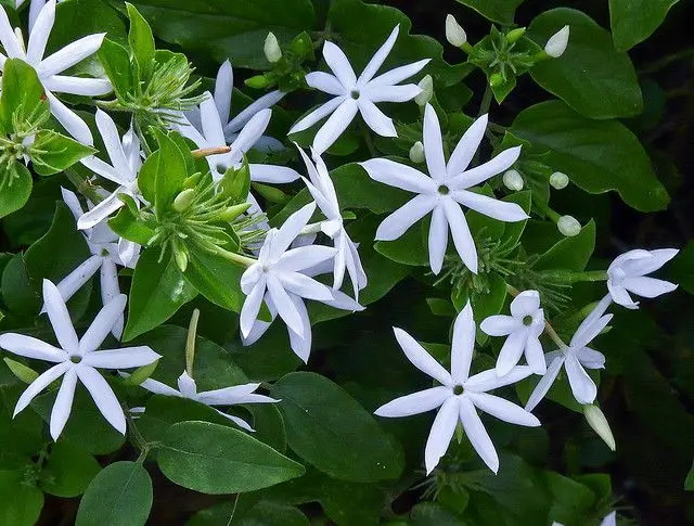 Wilde jasmyn (Jasminum multipartitum)