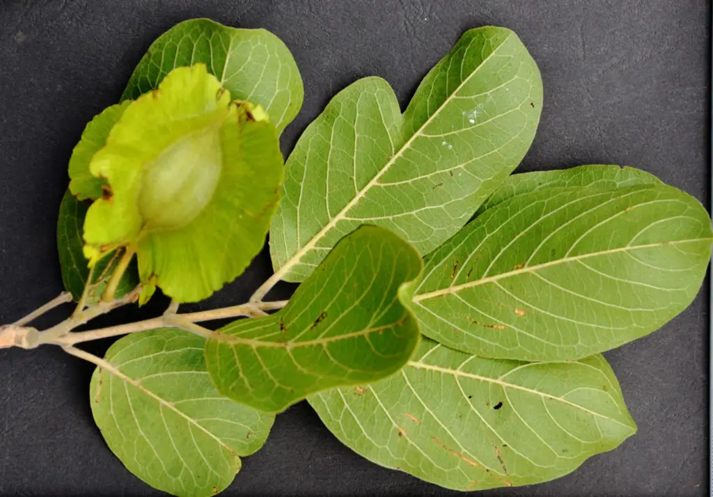 Die boswilger – Combretum zeyheri