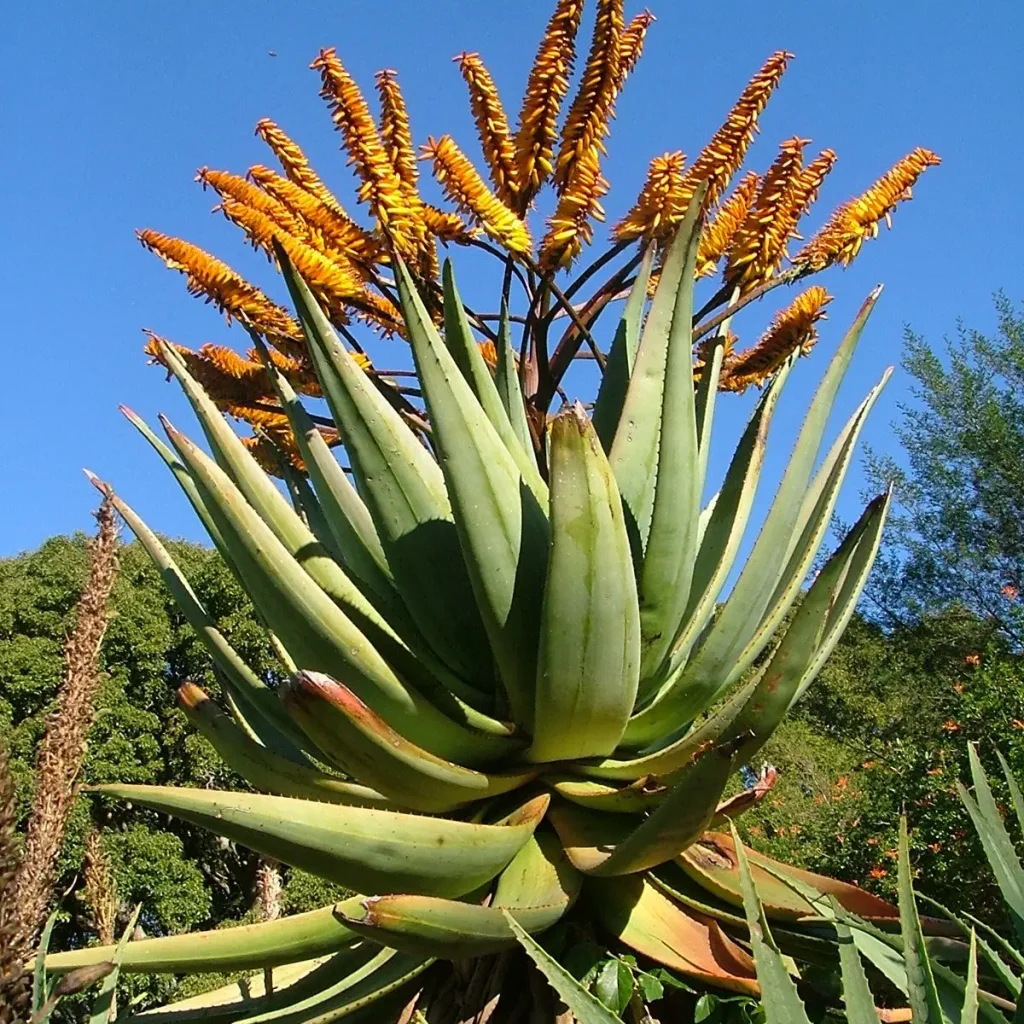 Bergaalwyn (Aloe marlothii)