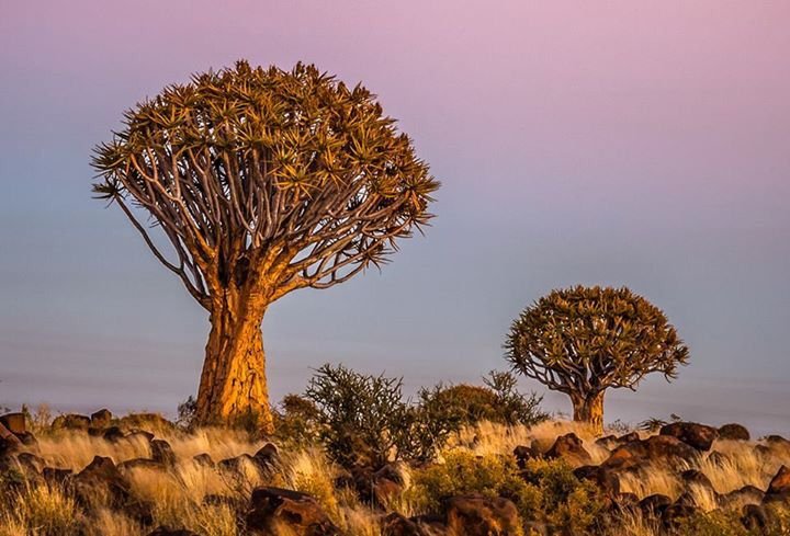 Hoe uniek sal ‘n kokerboomlaning in Springbok of ander dorpe in dié gebied lyk?