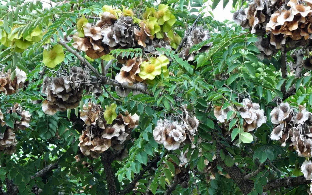 Kiaatboom – Pterocarpus angolensis