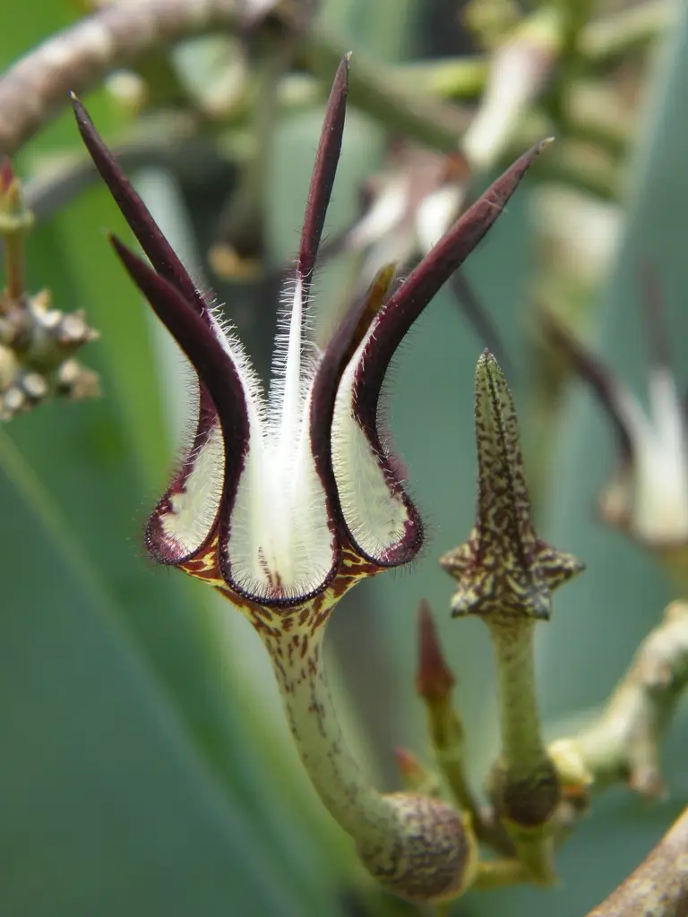 Slang-ghapie (Ceropoegia stapeliiformis)