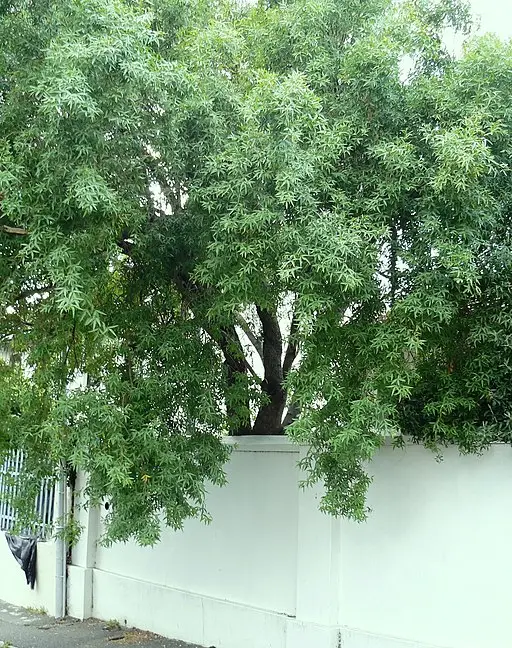 Witkaree (Searsia pendulina)