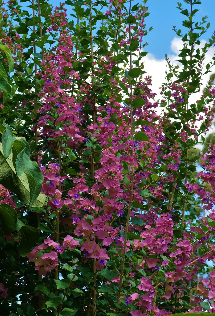 Wildeparasolblom (Karomia speciosa)