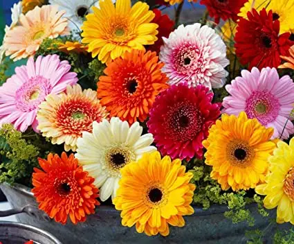 Barberton Madeliefie (Gerbera jamesonii)