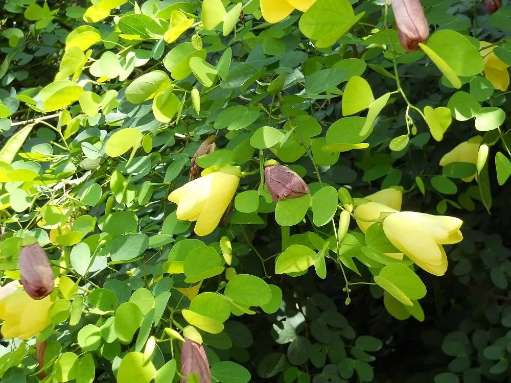 Bosbeesklou (Bauhinia tomentosa).