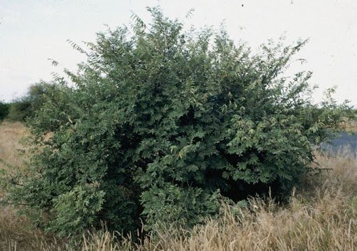 Vaalrosyntjie (Grewia flava)