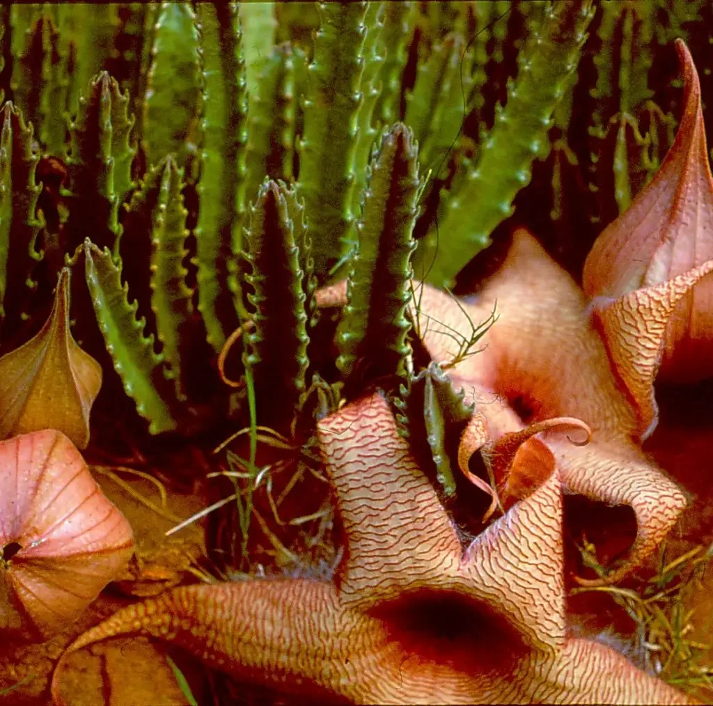 Euphorbia en aasblomme