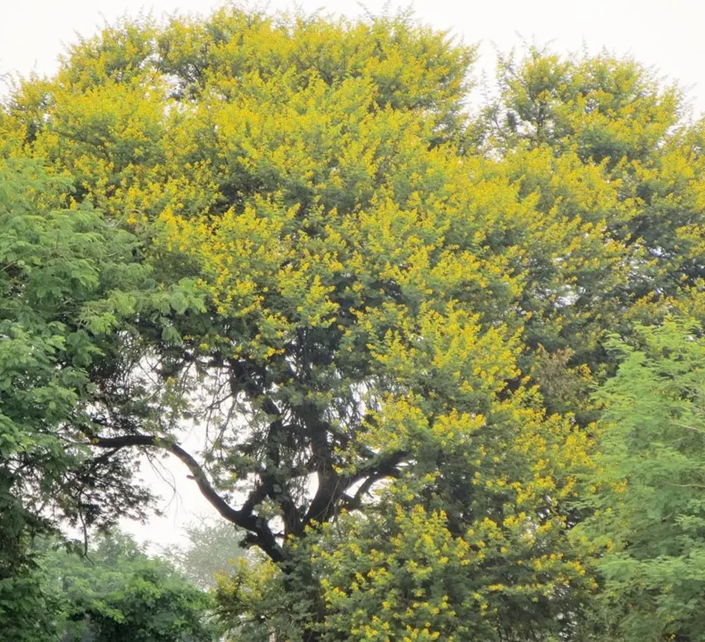 Die soetdoringboom