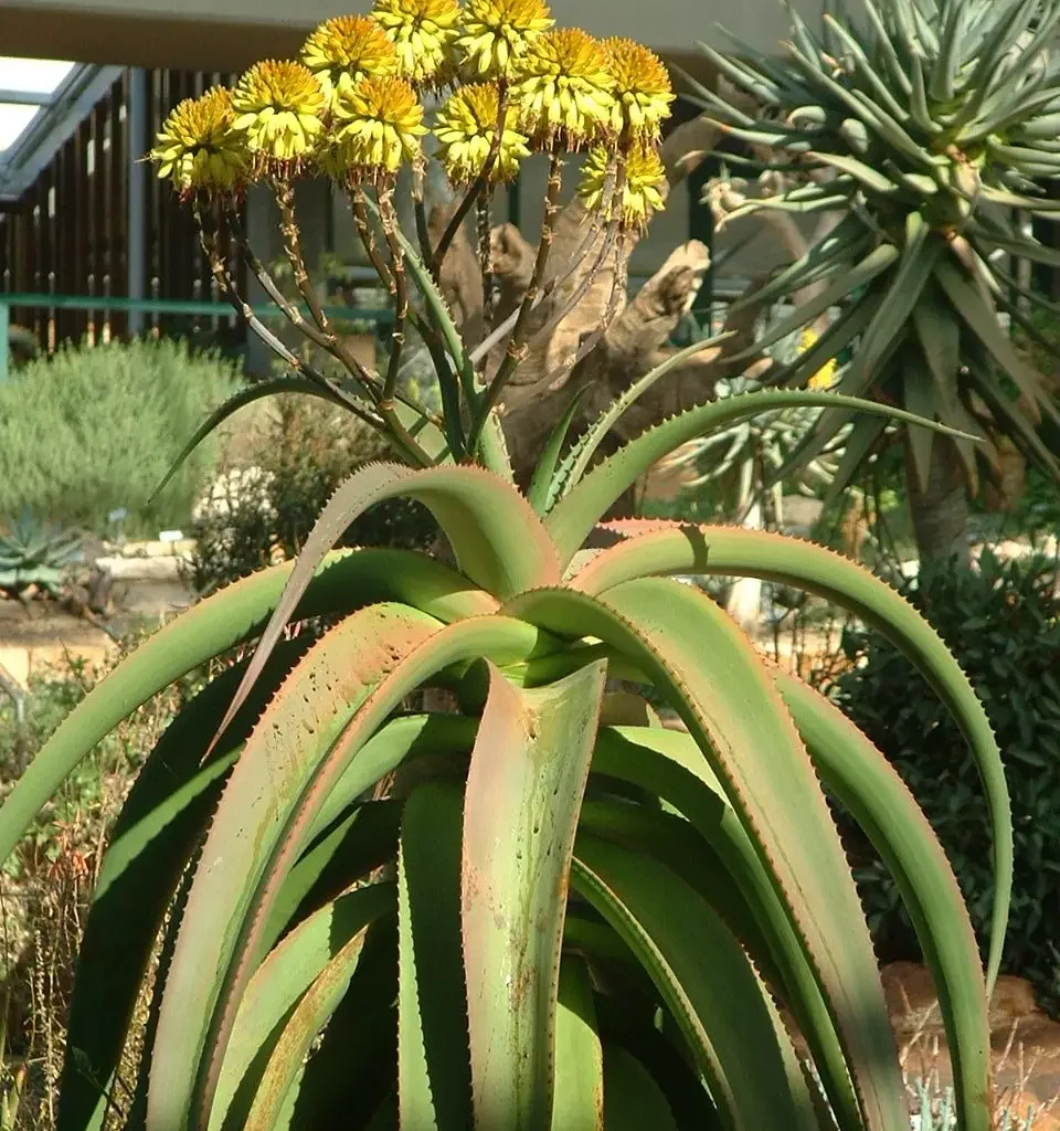 Wylliespoort aalwayn – Aloe Angelica