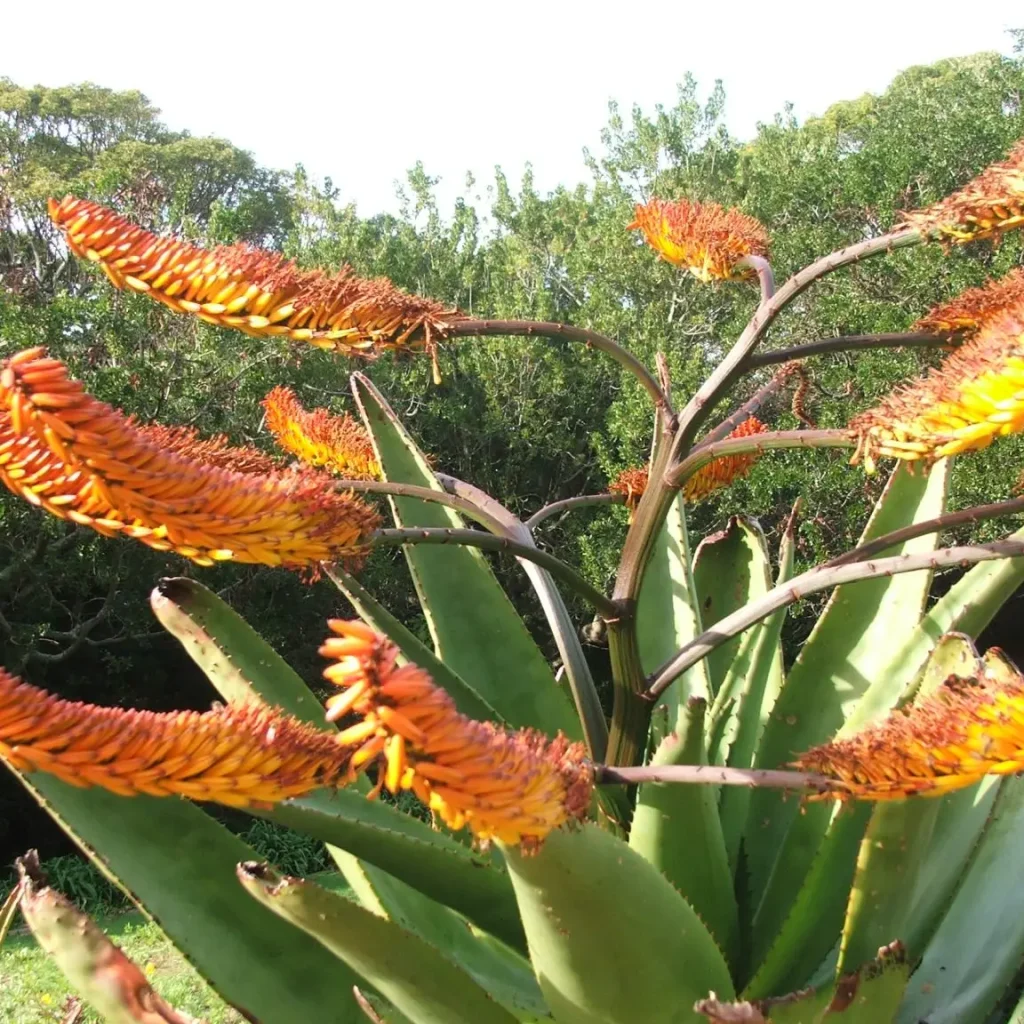 Berg-aalwyn – Aloe Marlothii