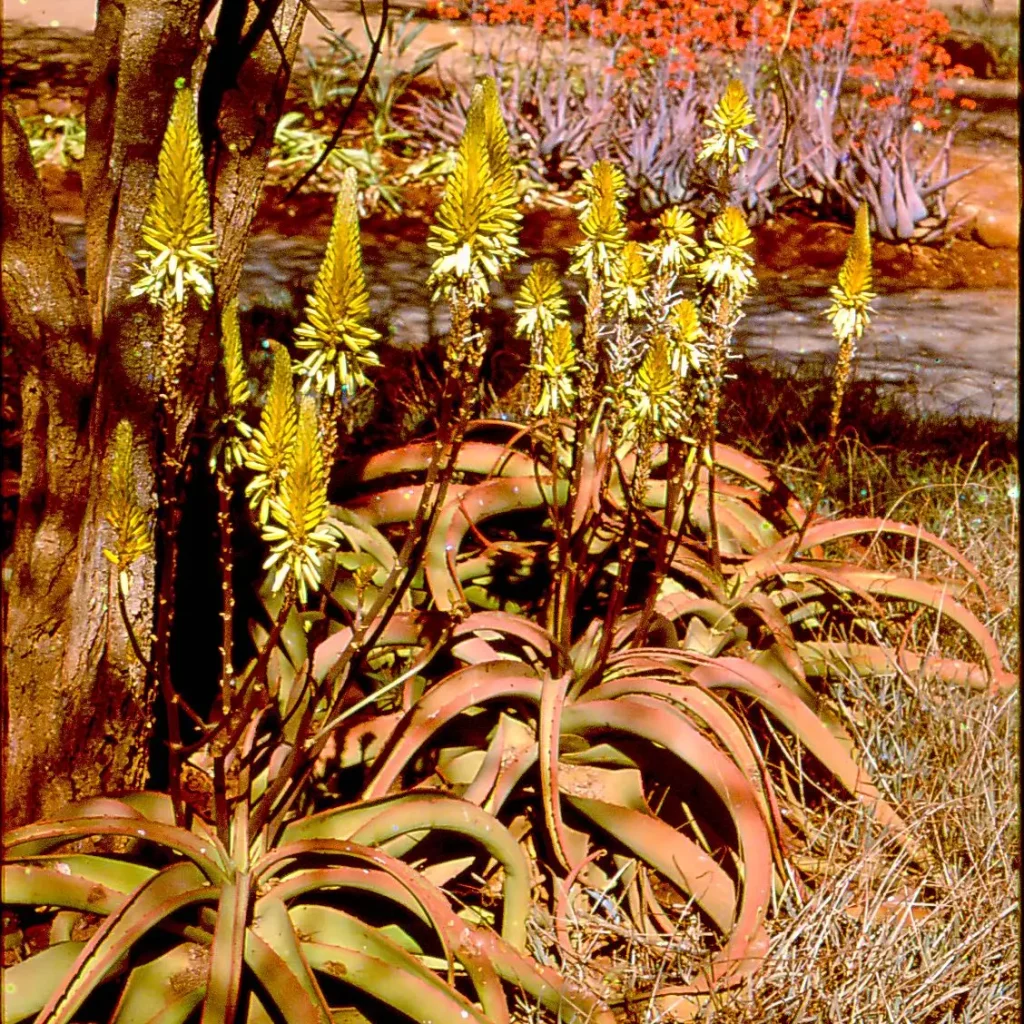 Aloe Vanbalensii