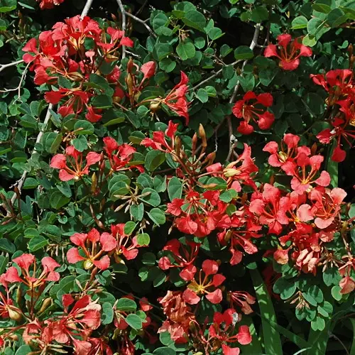 Trots van die kaap (Bauhinia galpinii)