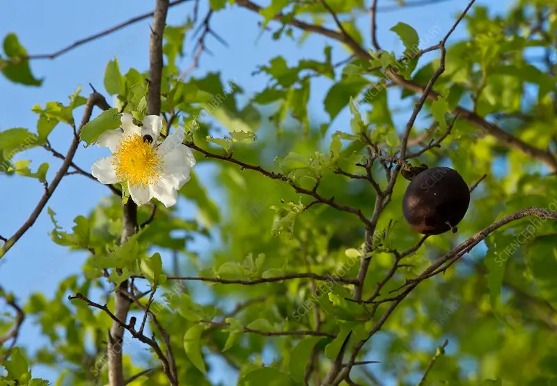 Snuifkalbassie (Oncoba spinosa). In die Kruger Nasionale Park.