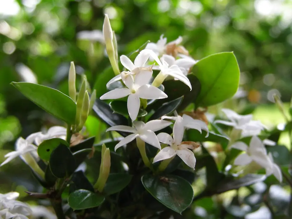 Noemnoem (Carissa bispinosa)