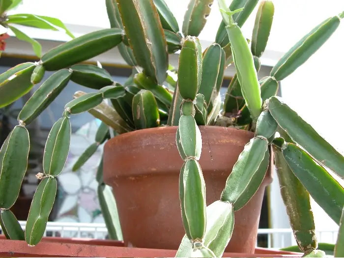 Vetstingeldruif (Cissus cactiformis)