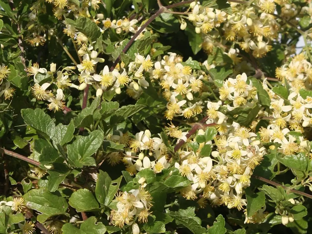 Klimop (Clematis brachiata)