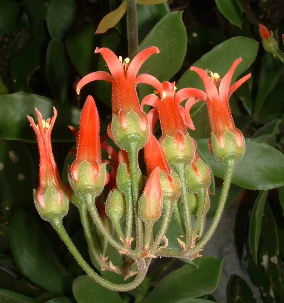 Bosveldplakkie (Cotyledon barbae)