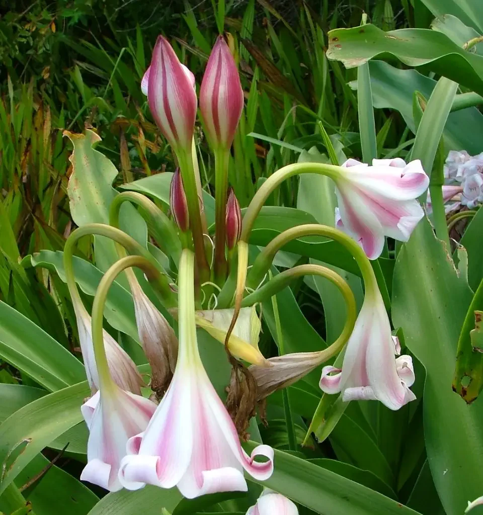 Rivierlelies Crinum macowanii
