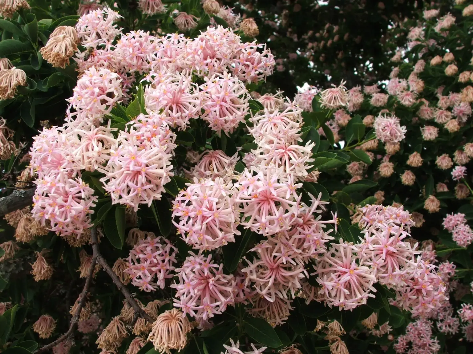Basboom (Dais cotinifolia)