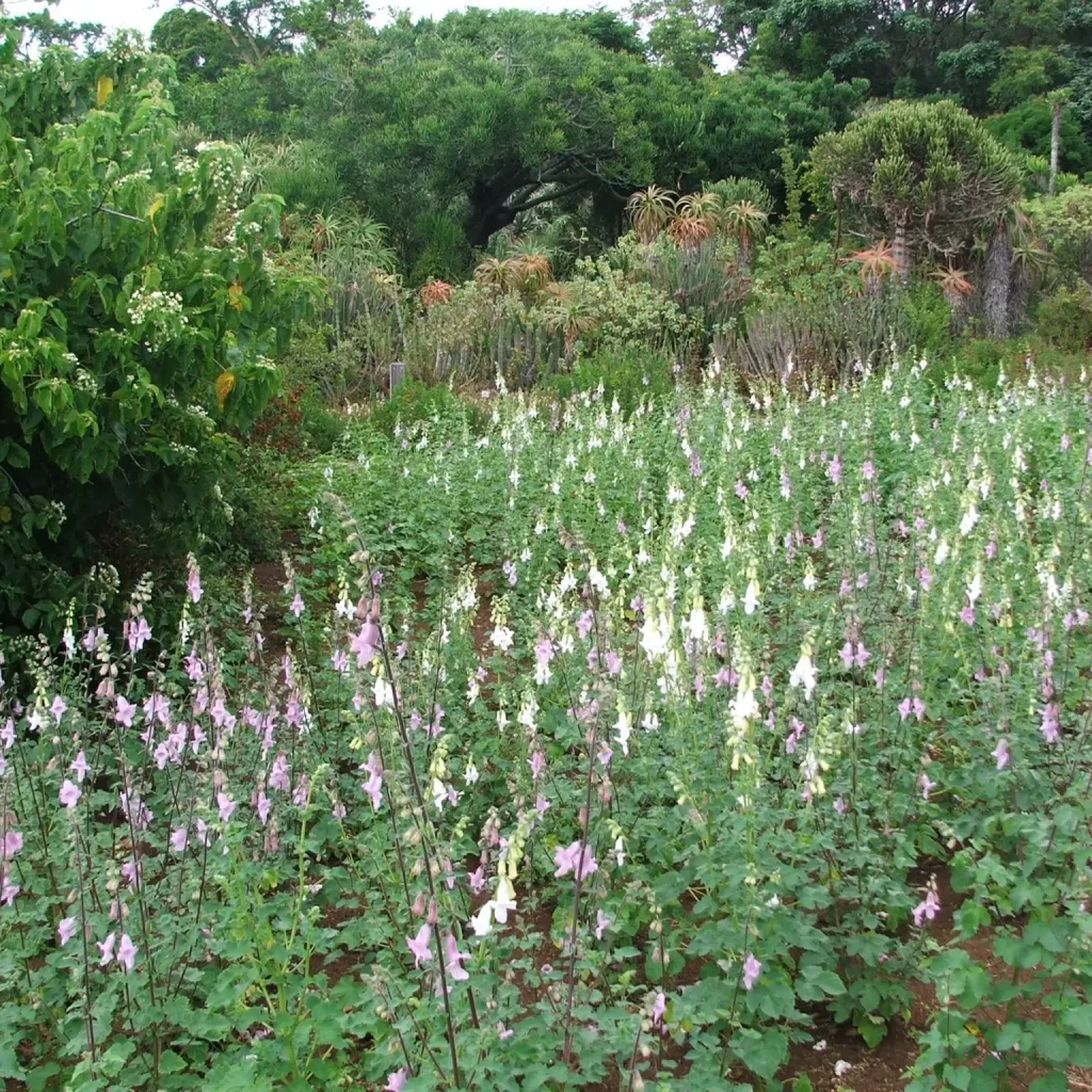 Vingerhoedblomme (Crathotheca triloba)