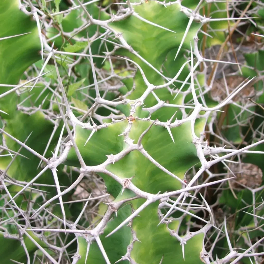 Ephorbia grandialata