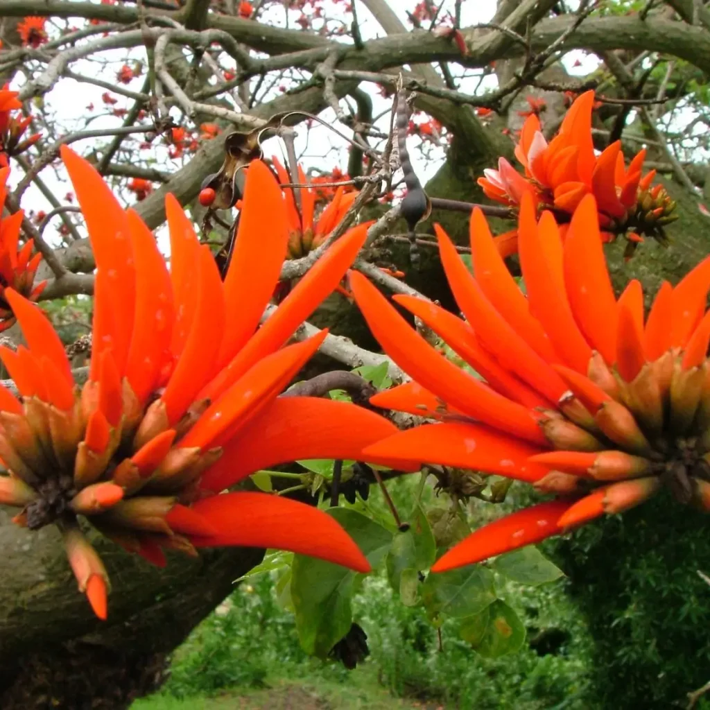 Koraalboomblomme (E. lysistemon)