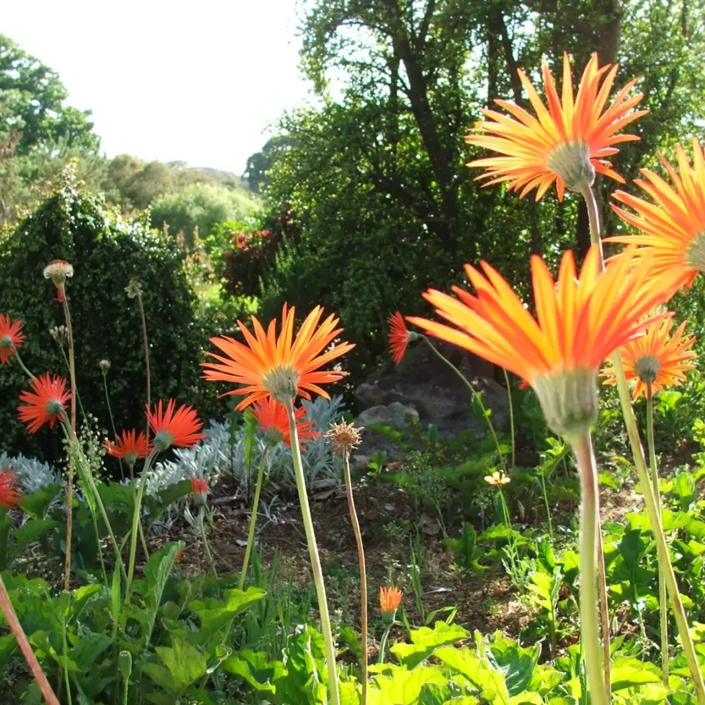 Barberton Madeliefies – Gerbera jamesonii