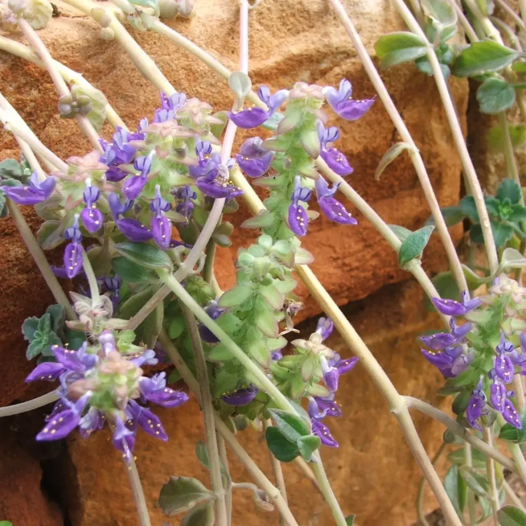 Plectranthus tettensis