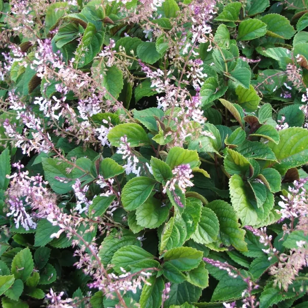 Plectranthus