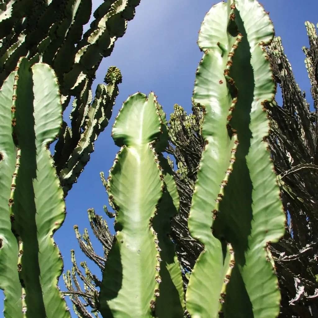 Euphorbia