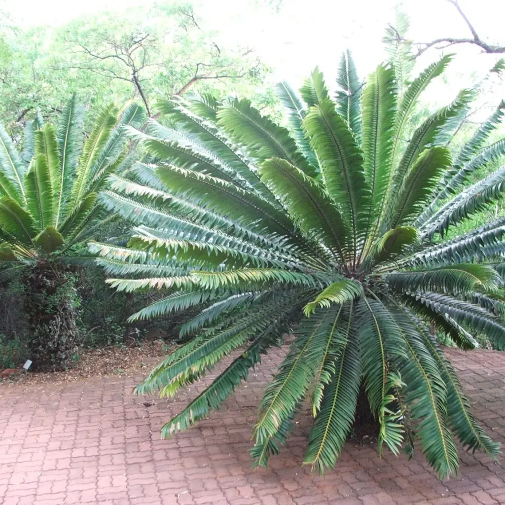 Modjadje palm (Encephalartos transvenosus)