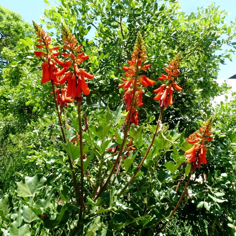 Dwerg koraalboom (Erythina humeana).