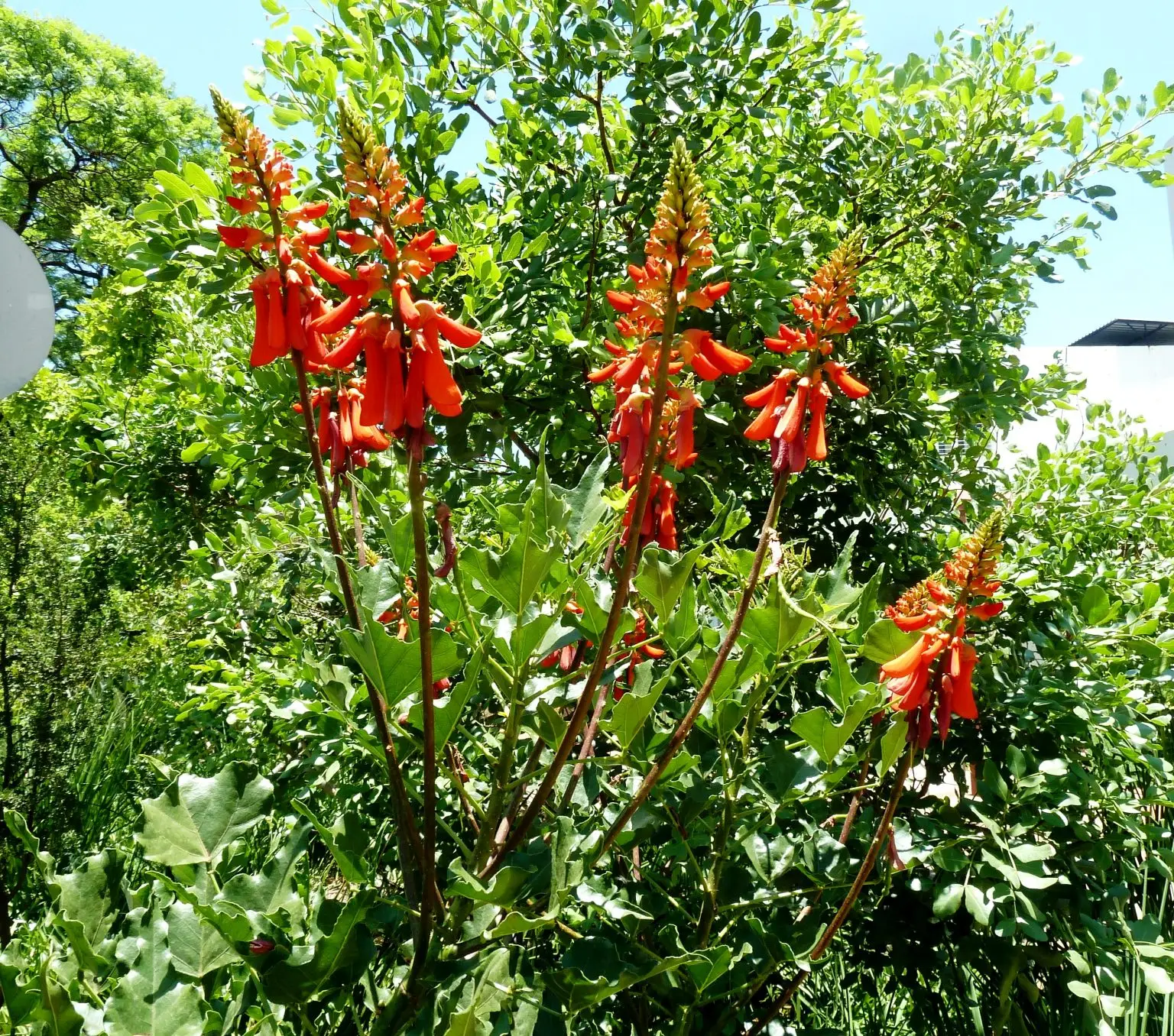 Dwerg koraalboom (Erythina humeana).