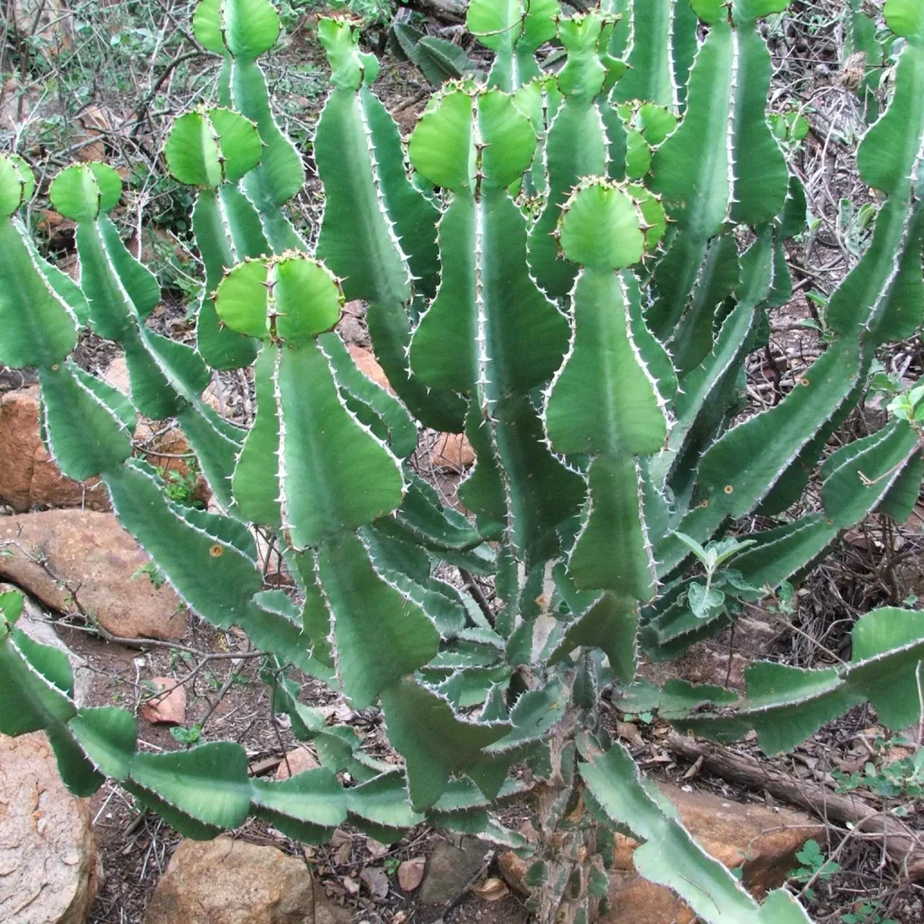 Kandelaarboom – Euphorbia cooperi