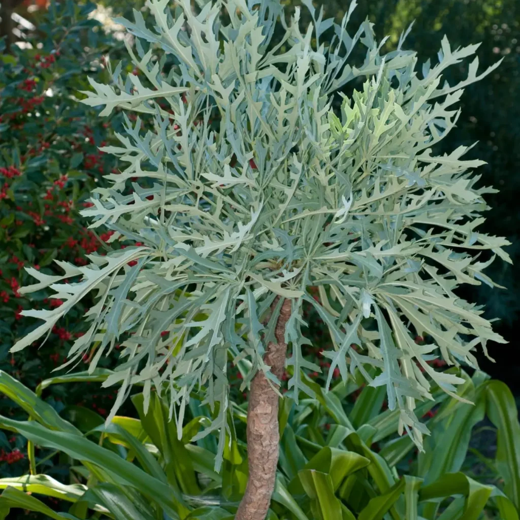 Bergkiepersol (Cussonia paniculata)