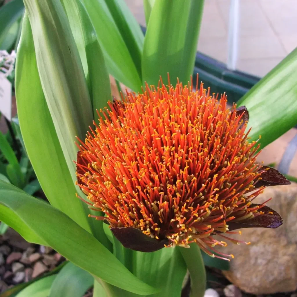 Die verfkwas-lelie – Scadoxus Puniceus