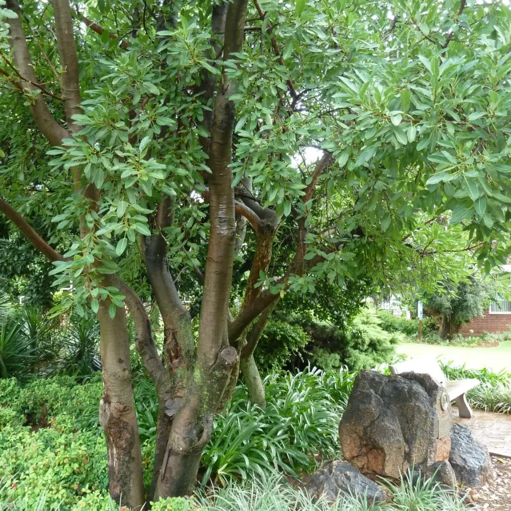 Wonderboomvy (Ficus salicifolia)