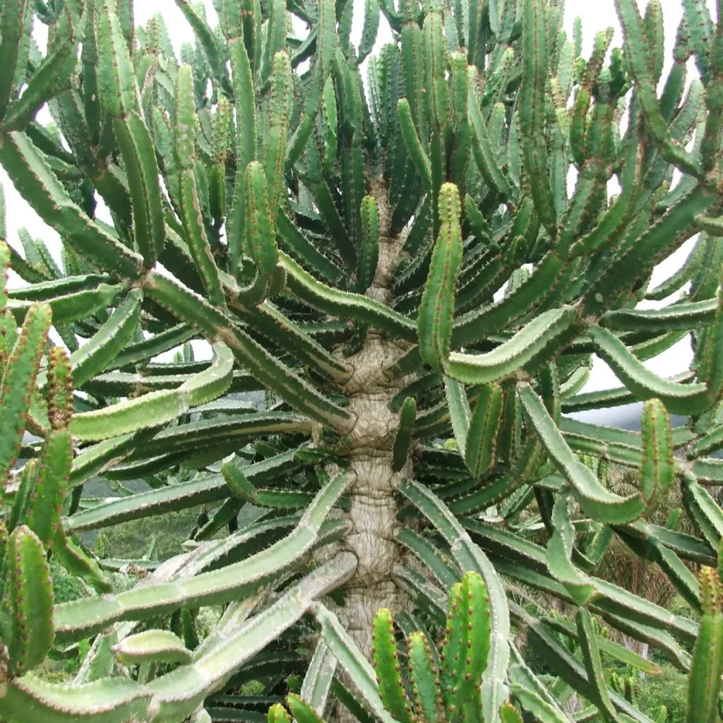 Die vaalnoors – Euphorbia tetragonia