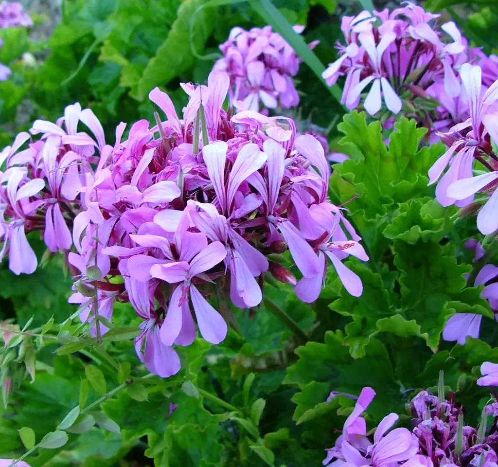 Perdeskoenmalva – Pelargonium Zonale