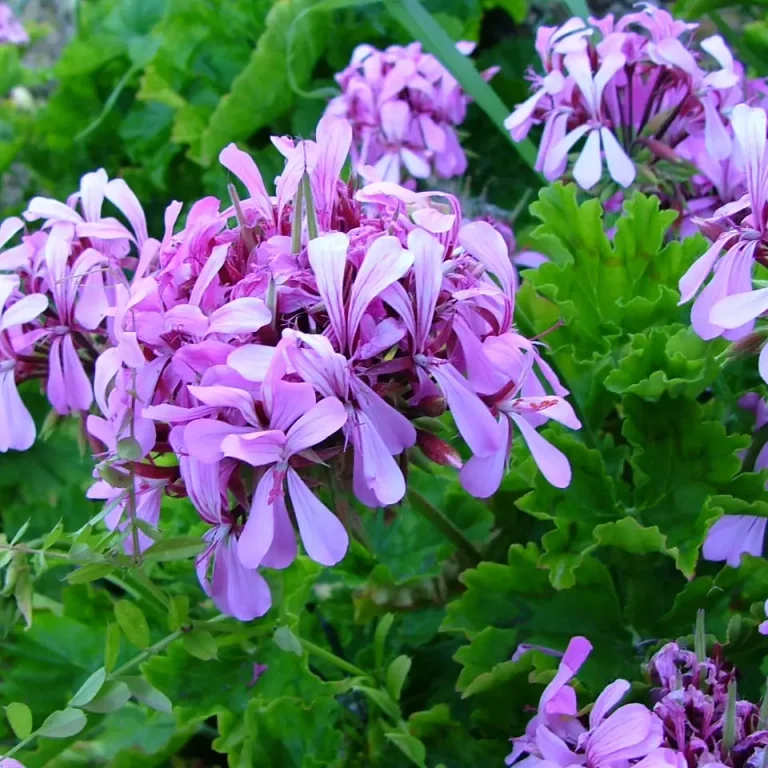 Perdeskoenmalva – Pelargonium Zonale
