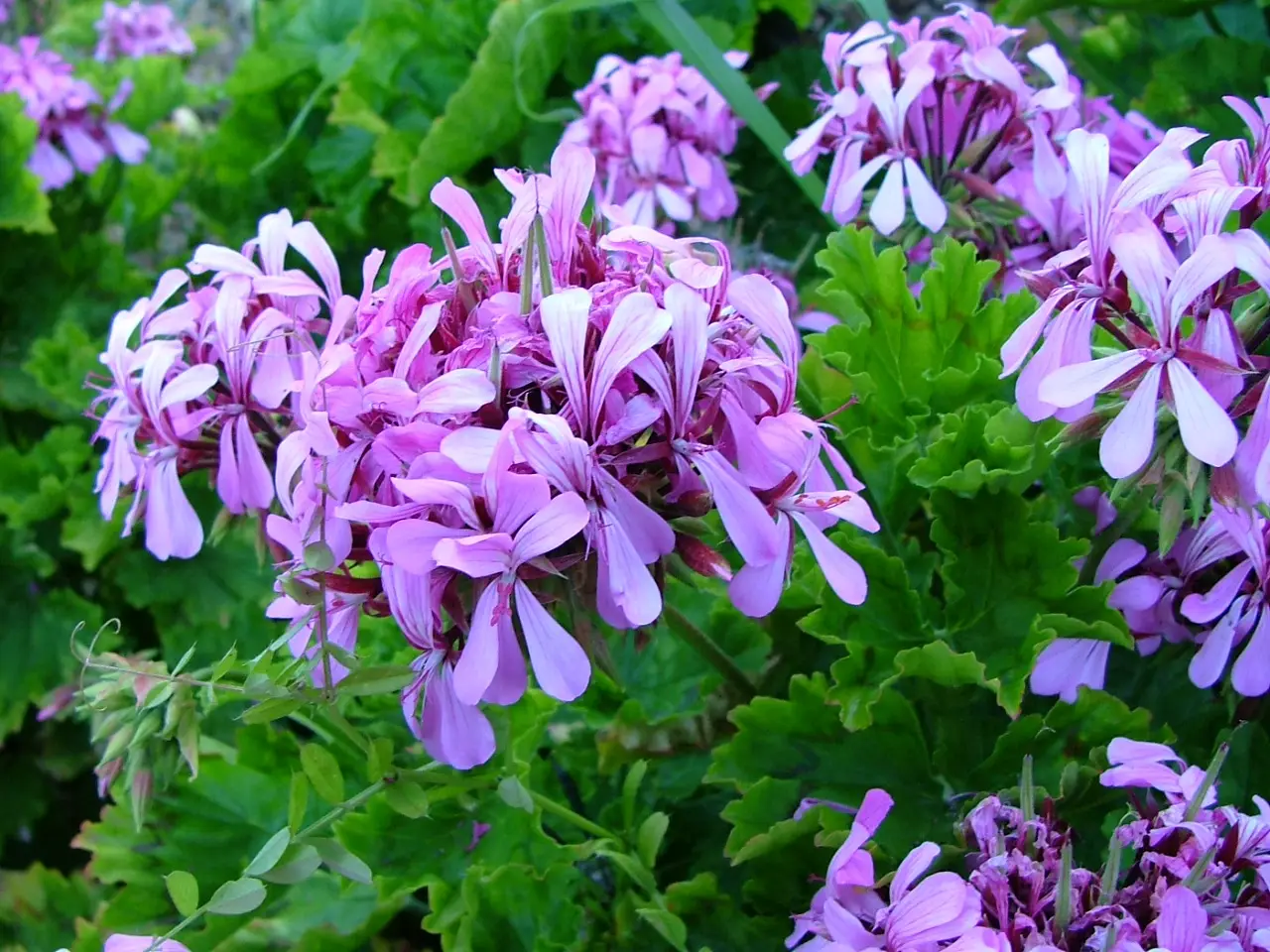 Perdeskoenmalva – Pelargonium Zonale