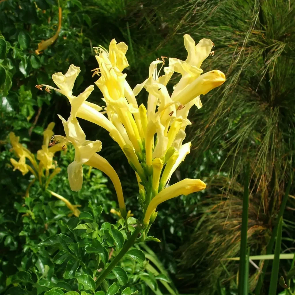 Kaapse kanferfoelie – Tecoma Capensis