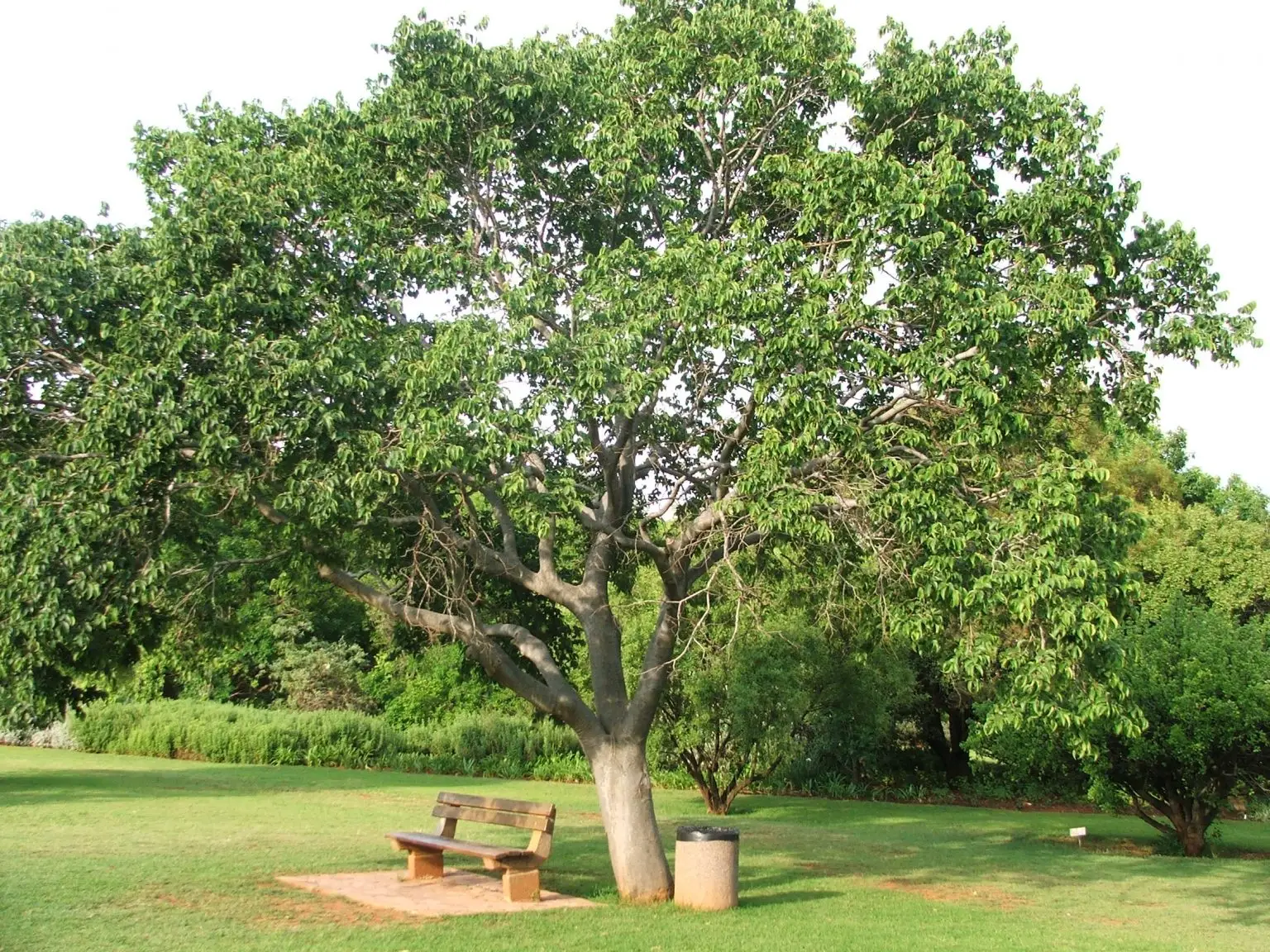 Witstinkhout (Celtis Africanus)