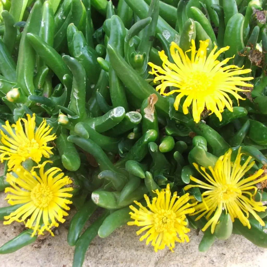 Glottiophylllum cruciatums