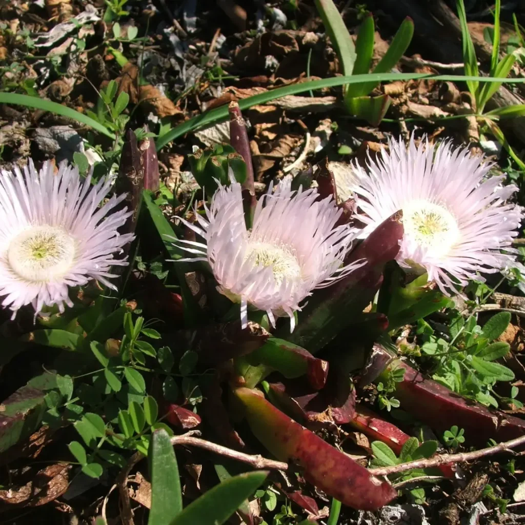 Ghoukum – Carpobrotus Deliciosus