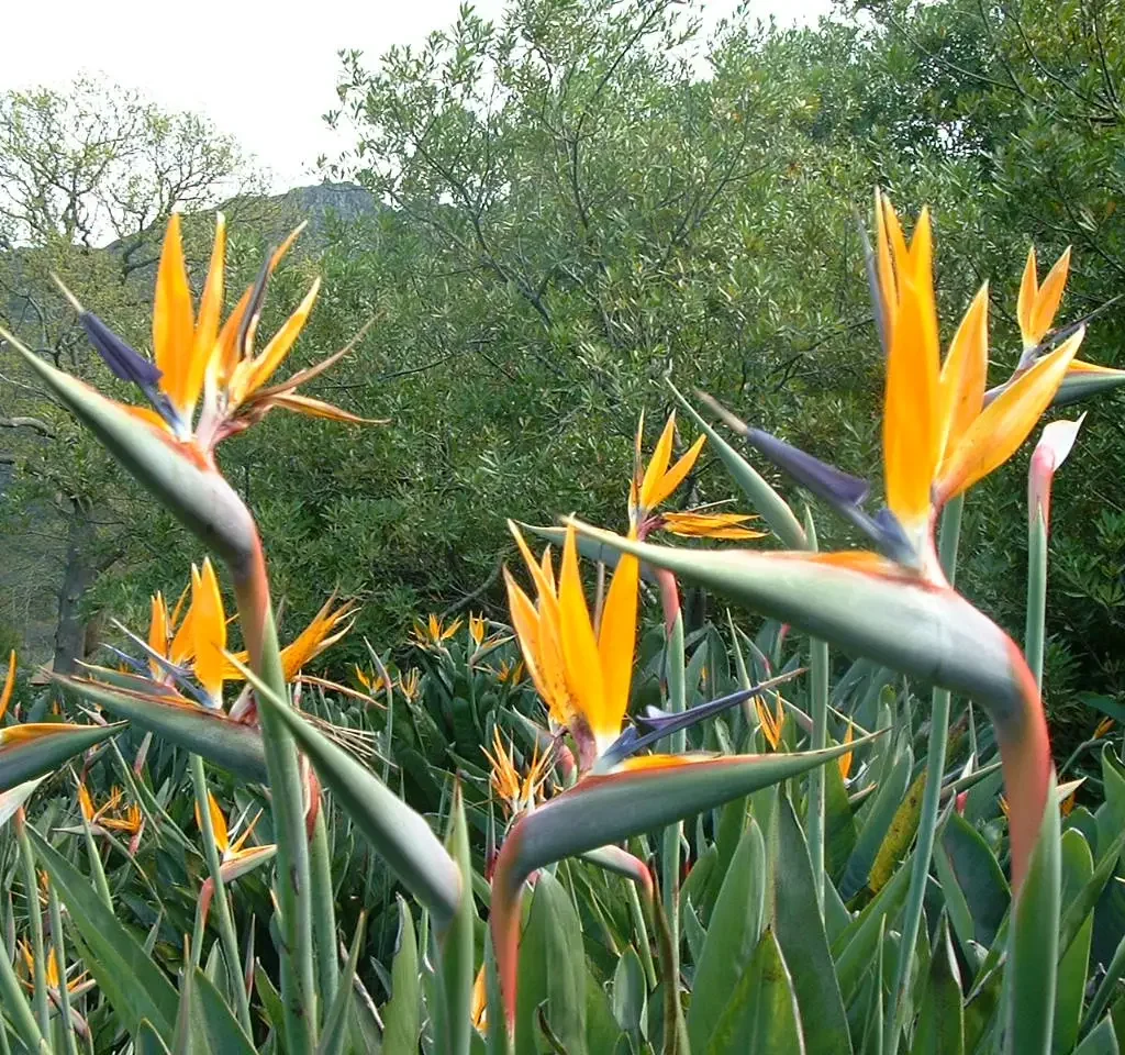 Kraanvoelblomme (Strelitzia reginae)
